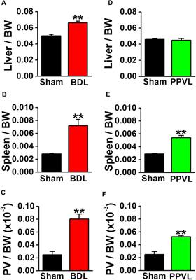 Downregulation of Ca2+-Activated Cl− Channel TMEM16A Mediated by Angiotensin II in Cirrhotic Portal Hypertensive Mice